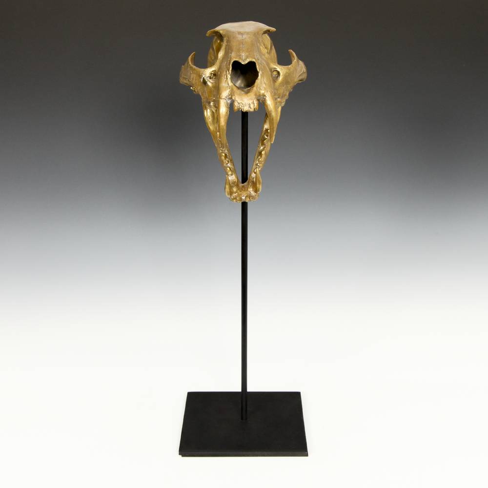 A94EH-005-001-美洲狮头骨，基于