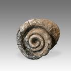 Fossilized Shell