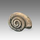 Fossilized Shell