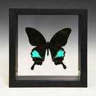 Papilio Karna.