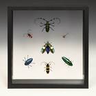 一组7个甲虫标本