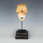 Skull depicting Prehistoric Monkey