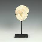 Fossilized Tooth, Based